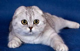 娱乐吃瓜君七七和折耳猫